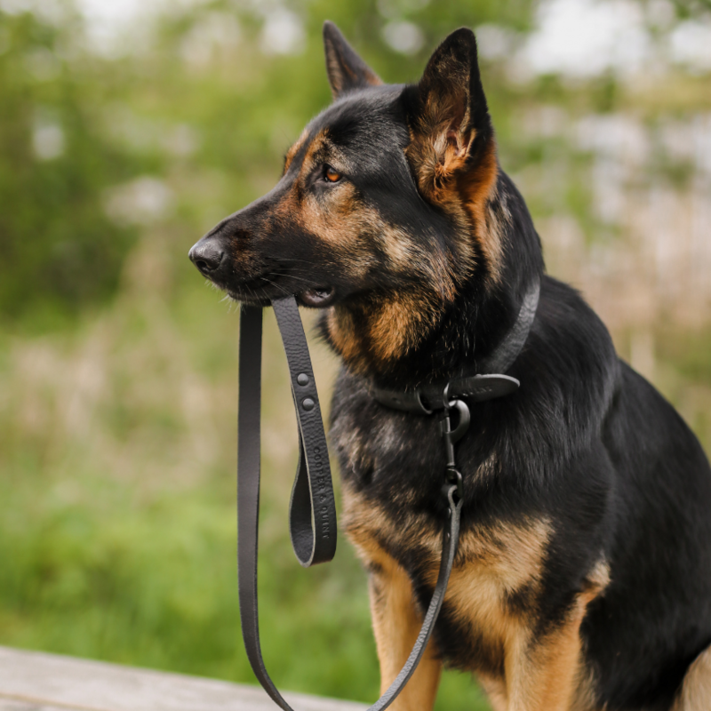 Cooper & Quint Dog Accessories - 6
