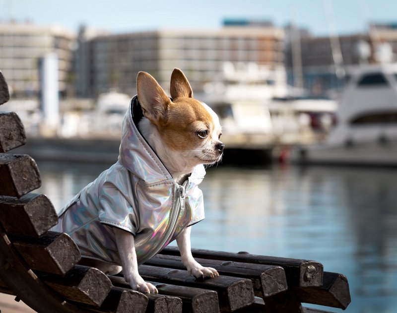 GentleDog - 7