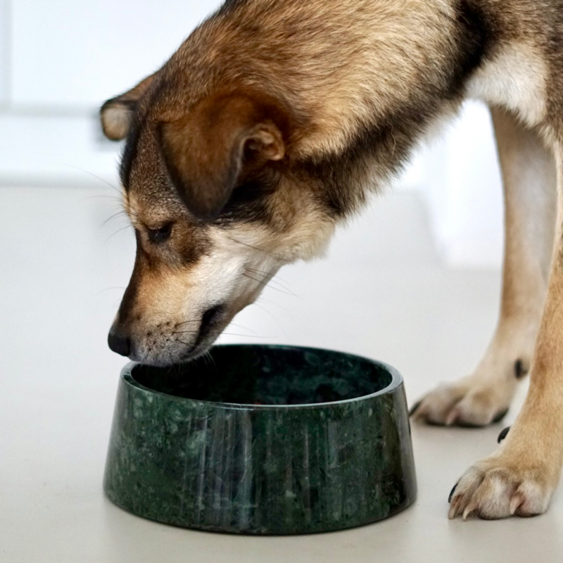 STUDIO ANIMAUX - 4
