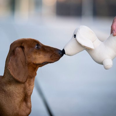 WOOFSTUFF - SHOP FOR DOGS