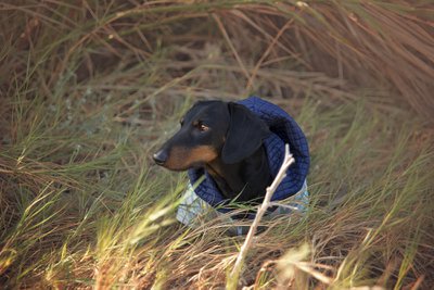 GentleDog