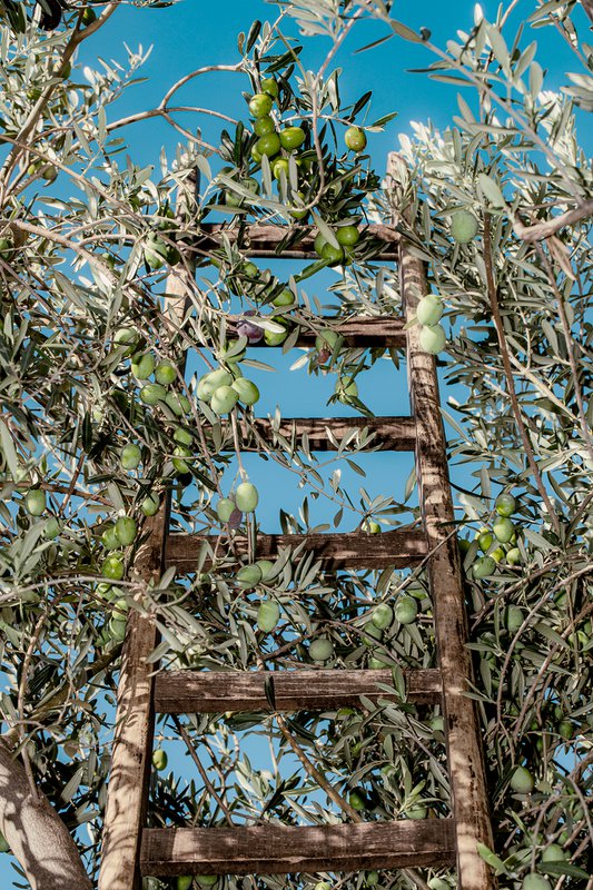 Oleificio Guccione - 7
