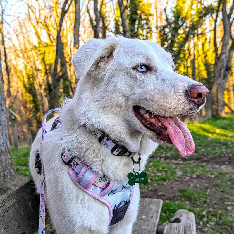 Goofy Goldens - 6