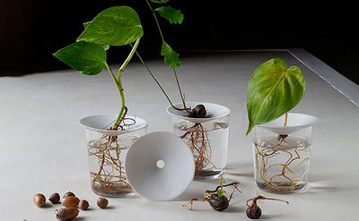 Botanopia