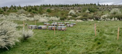 Hives Bio | Honey products