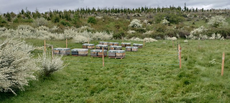Hives Bio | Honey products - 3