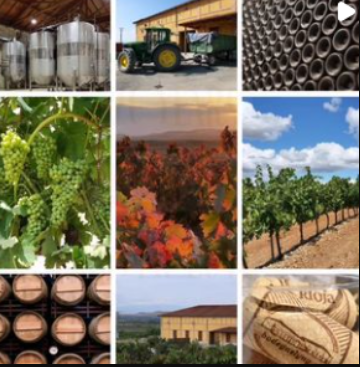 Viñedos y Bodegas Lyng - 6