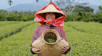 Nutritea