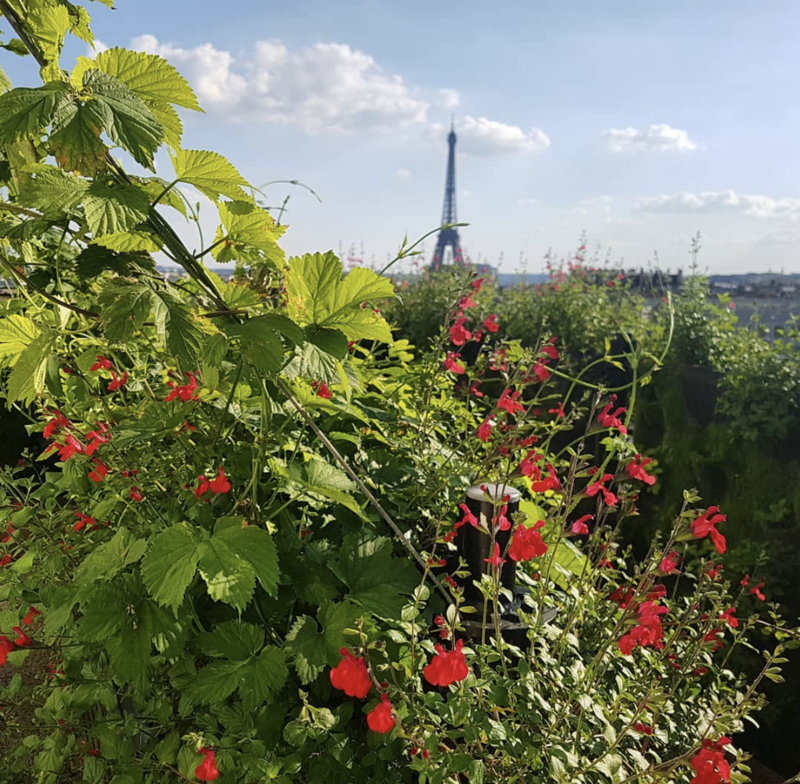 Sous les fraises - 5