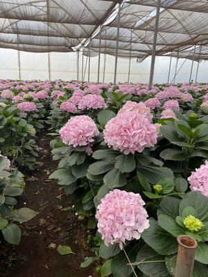 Vermont Flowers