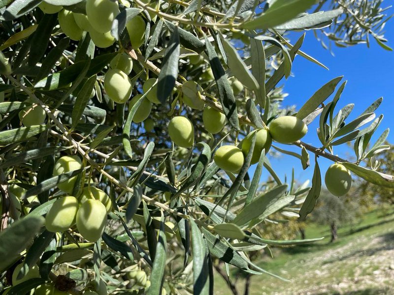 TENUTA GIANNONE - 5