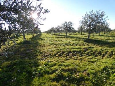 ACEITES EL TILO