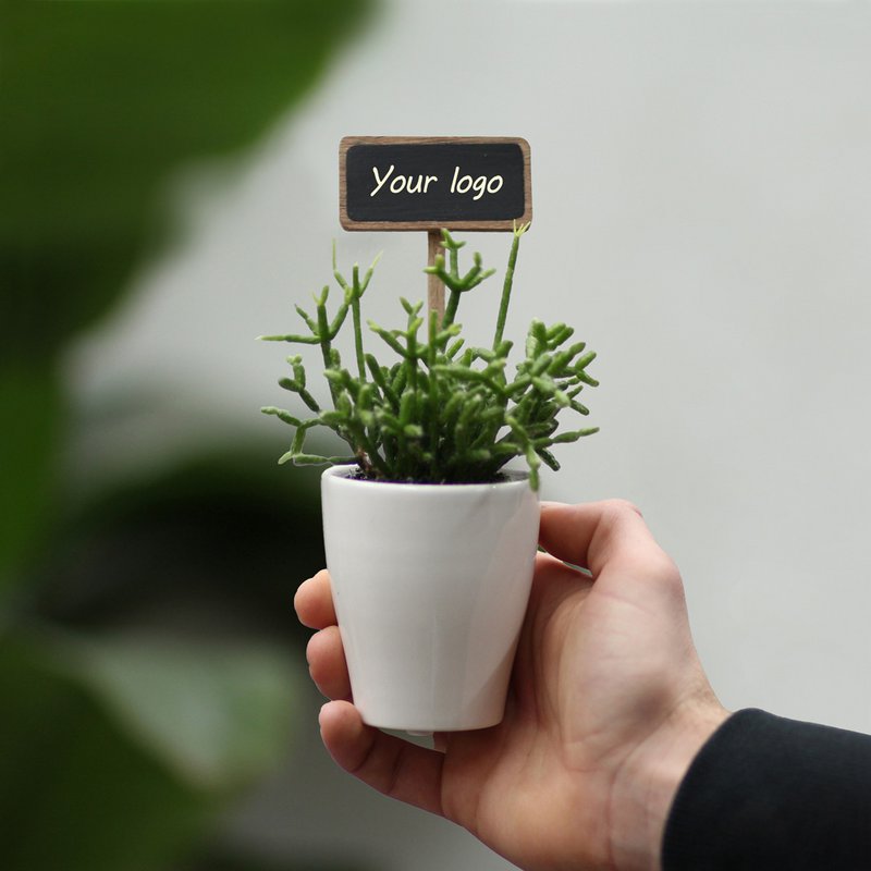 Promoplants - 5