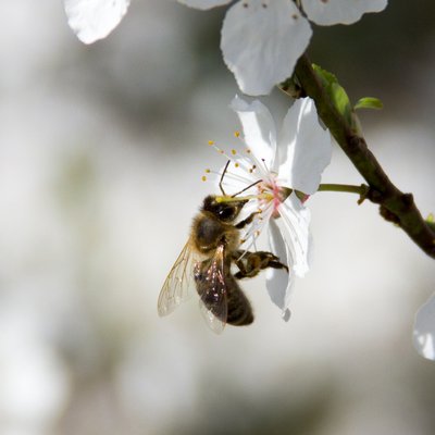 PureBee
