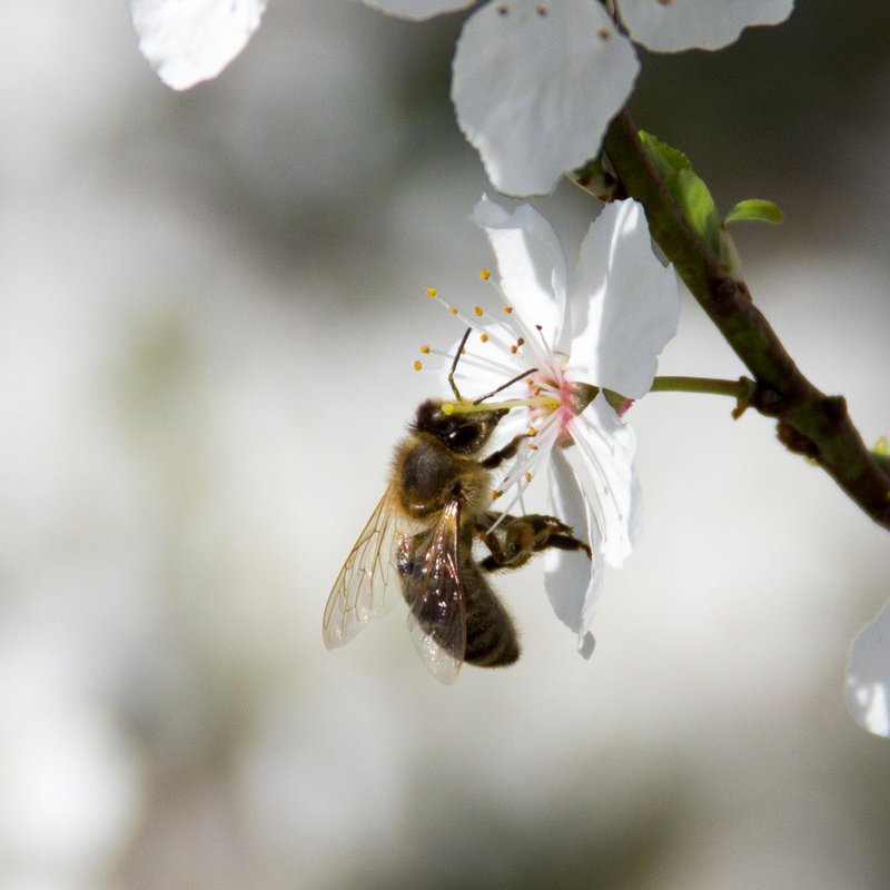 PureBee - 2