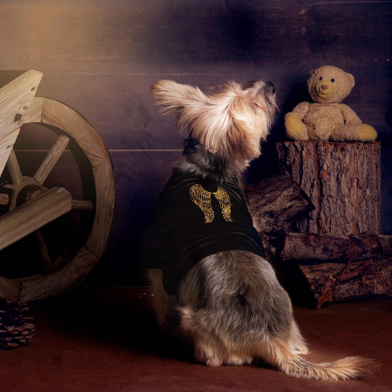 GentleDog - 3