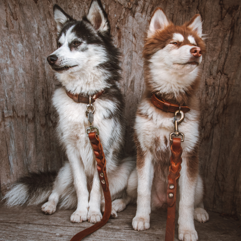 Cooper & Quint Dog Accessories - 2