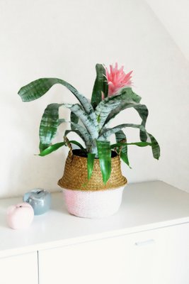 SH florale Ideen