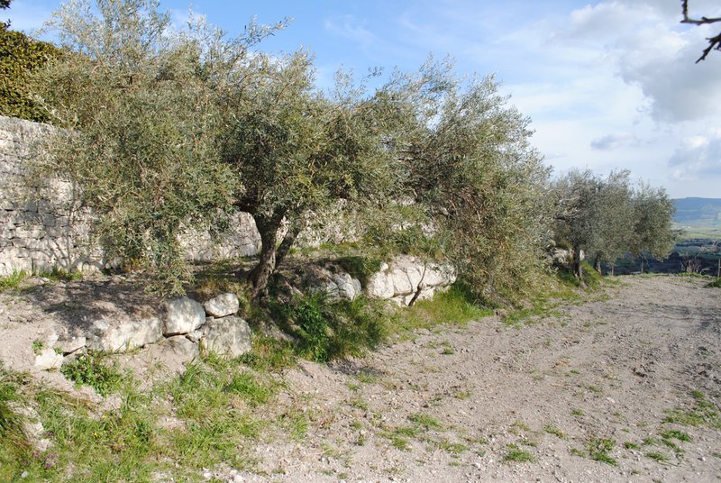 TENUTA GIANNONE - 2