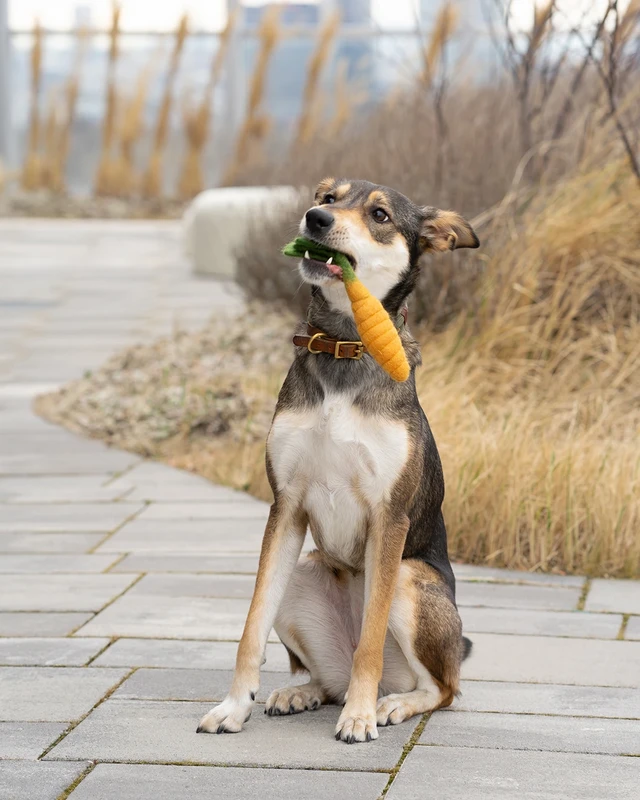 BUDDY. Hundezubehör - 3