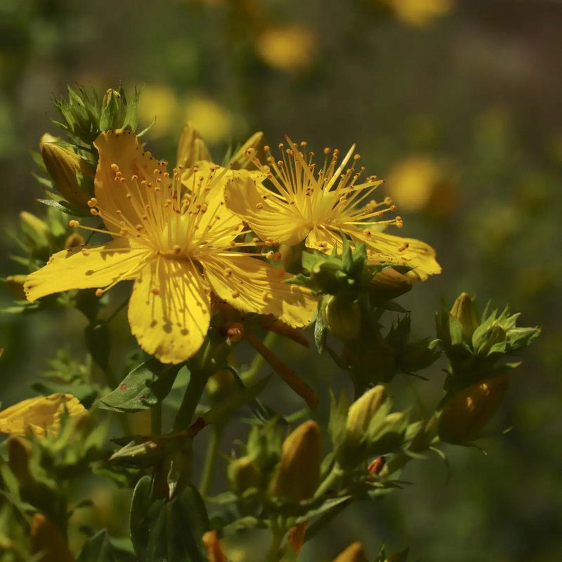 MILEFOLIA - 1