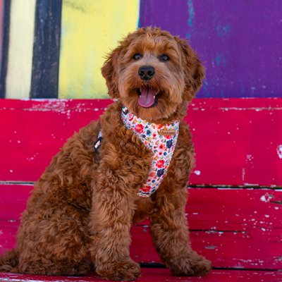 Floofs and Cookies