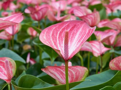 Blooming Luxury