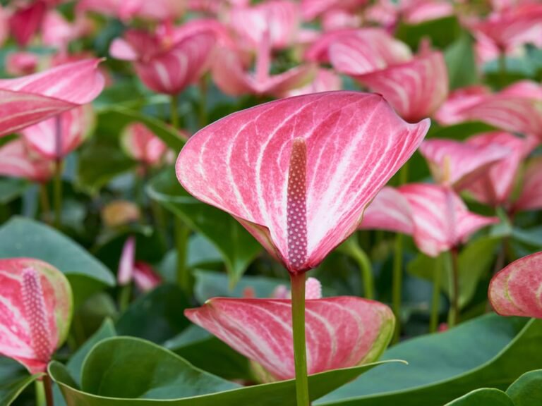 Blooming Luxury - 2