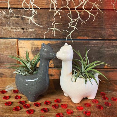 Airplantshop