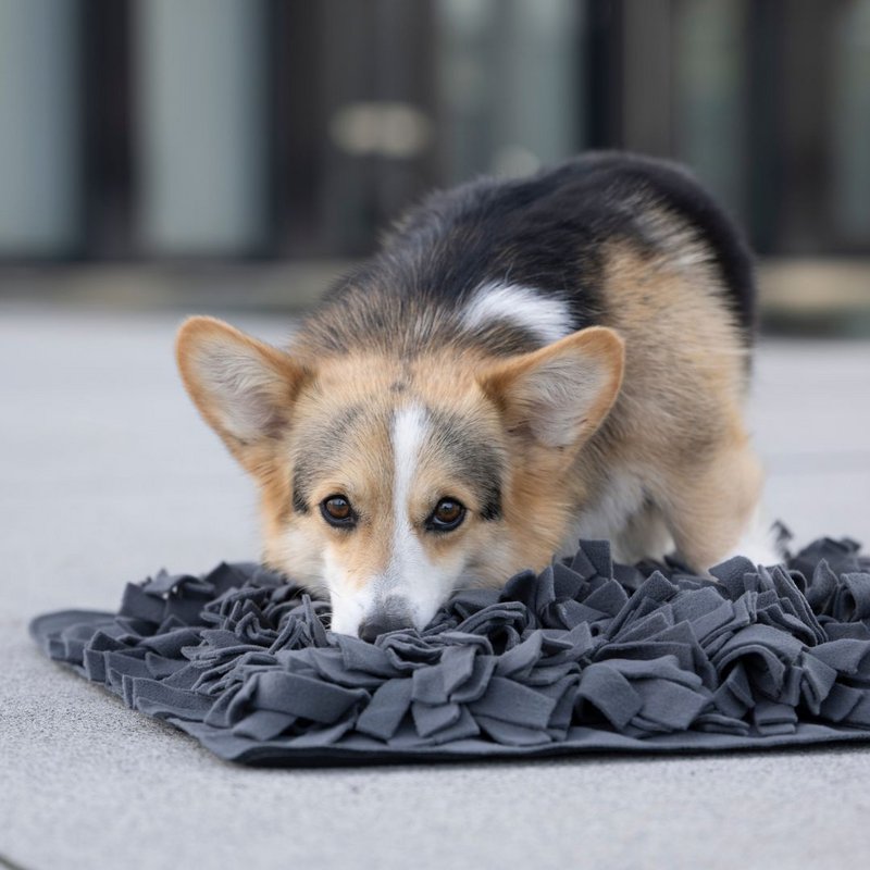 WOOFSTUFF - SHOP FOR DOGS - 6