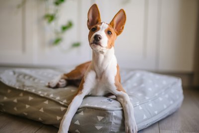 Molly Mutt Europe