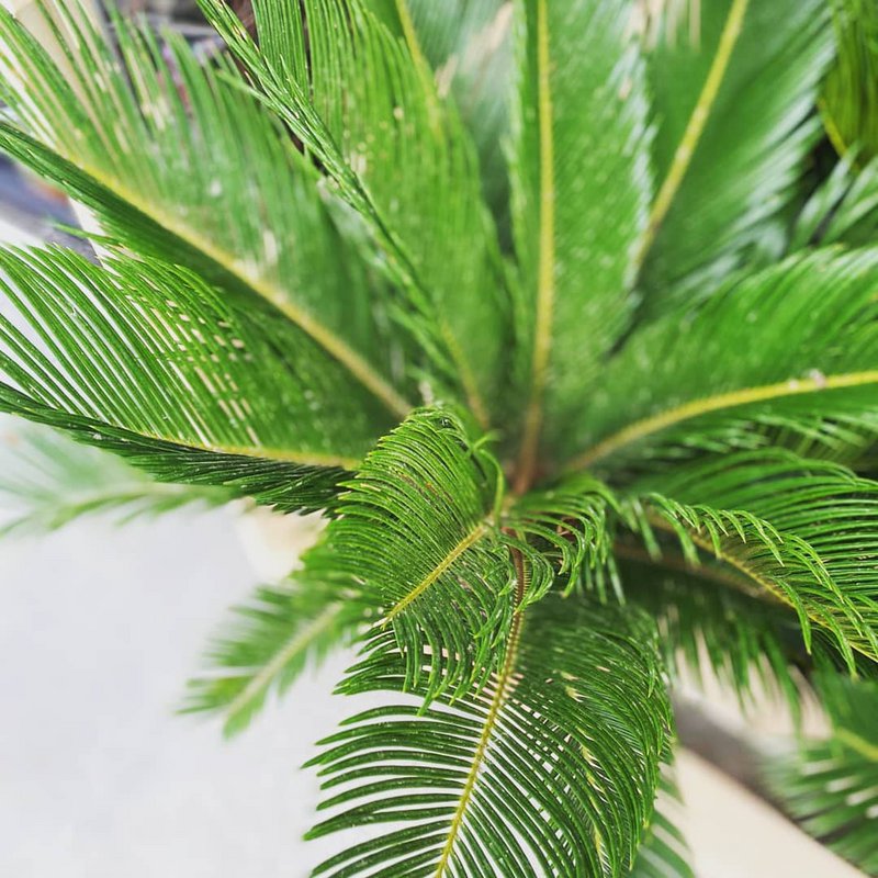 MEERgroothandel Planten - 1