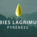 ABIES LAGRIMUS