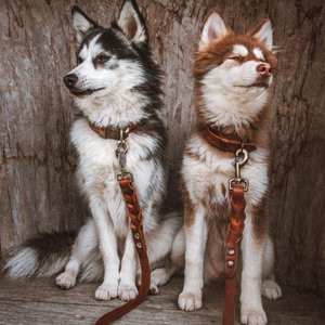 Cooper & Quint Dog Accessories, Home & Living brand in Netherlands