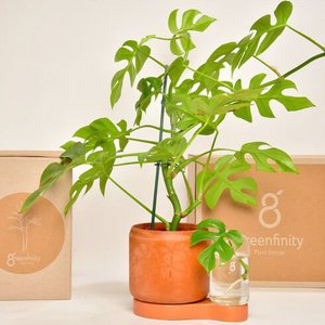 Greenfinity, Haus & Wohnen Marke in Belgien