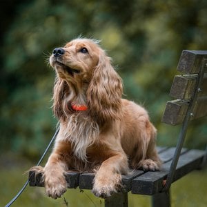 Lucky Leash, Home & Living merk in België