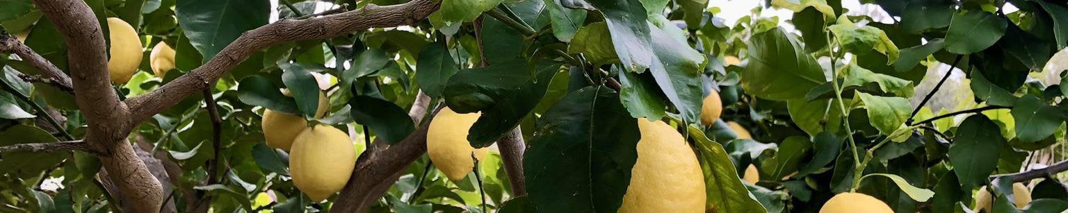 TENUTA LA NOCELLARA DI CIATO MATTIA