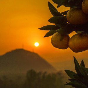 BONIC DEL SUD, Food & Beverages brand in Germany