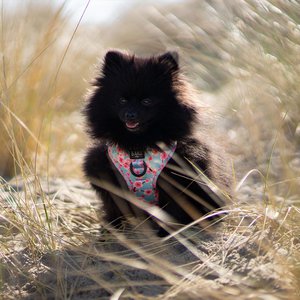 Barx, Home & Living merk in Spanje