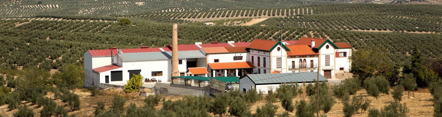 ALCALA OLIVA