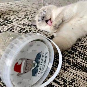 Kater Kasimir, Home & Living merk in Duitsland