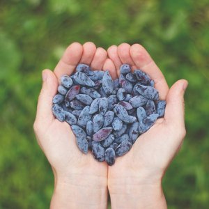 HASKAP, d.o.o., Eten & Drinken merk in Slovenië