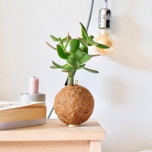 Kokedami Plants, Haus & Wohnen Marke in Deutschland