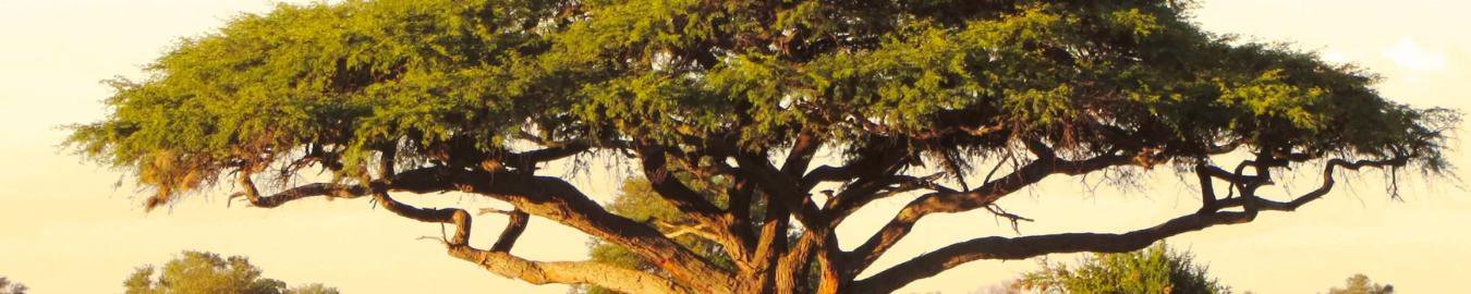 URBAN AFRICA NATURALS