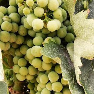 Viñedos y Bodegas Lyng, Essen & Getränke Marke in Spanien