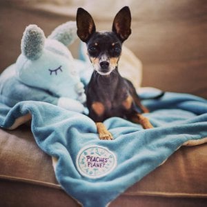 PEACHES' PLANET, Home & Living merk in Duitsland