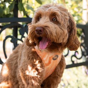 Floofs and Cookies, Home & Living merk in Nederland