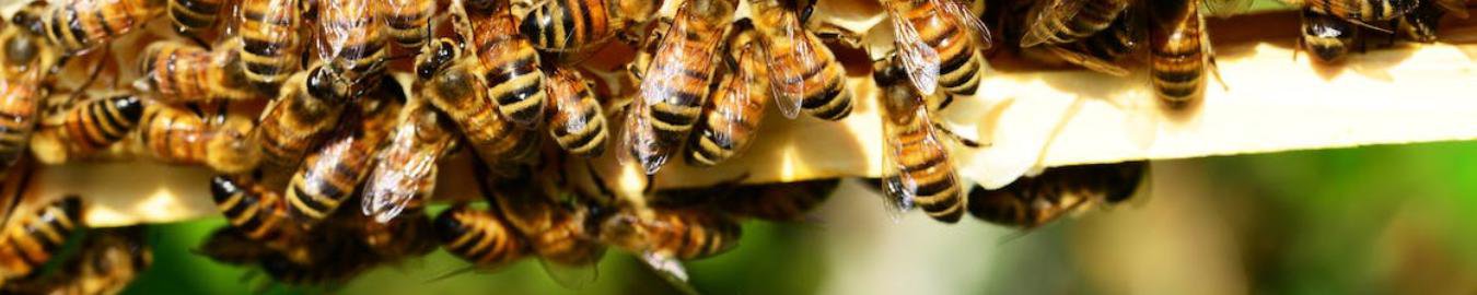 Het Bijenhuis Wageningen BV