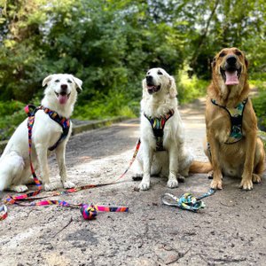 Goofy Goldens, Home & Living merk in Frankrijk