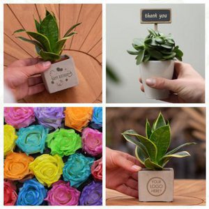 Promoplants, Schreibwaren Marke in Niederlande